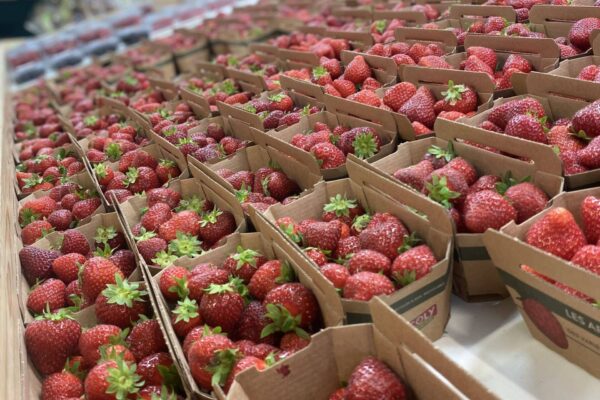 Étals de fraises Terres Lyonnaises Saint Laurent d'Agny