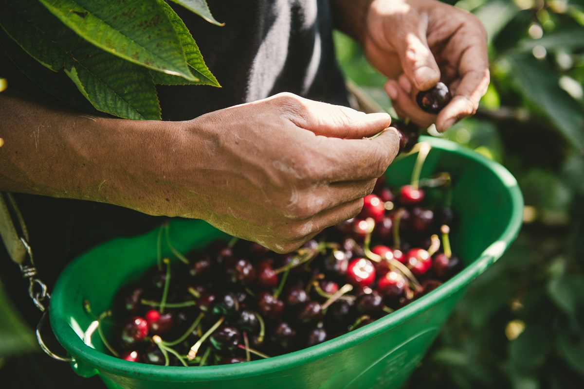 Récolte des cerises Sicoly Terres Lyonnaises