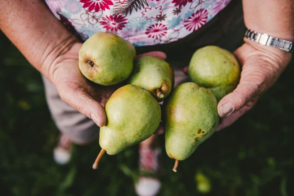 fruit poire local poires producteur terres lyonnaises