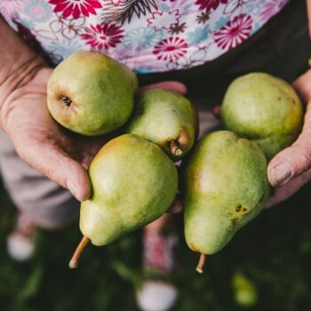 poires producteur terres lyonnaises