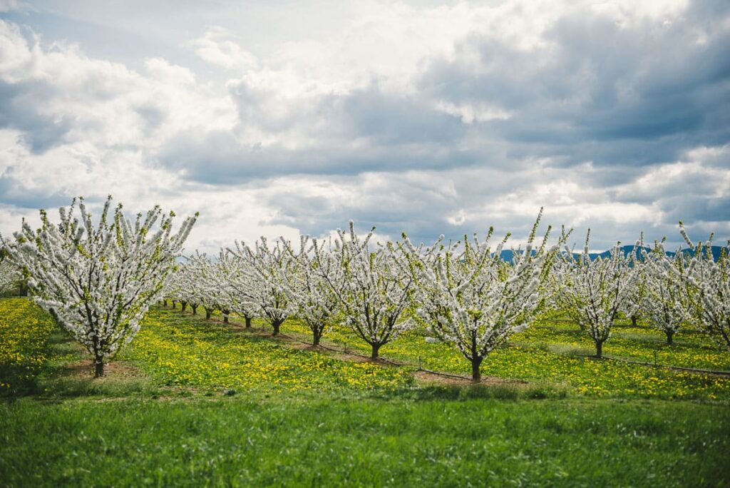 sicoly vergers fruits vergers en fleurs sicoly