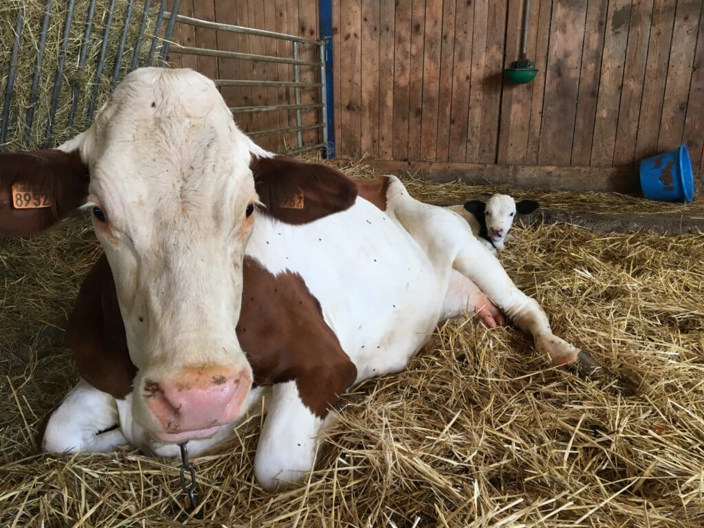 terres lyonnaises producteurs locaux producteur vache