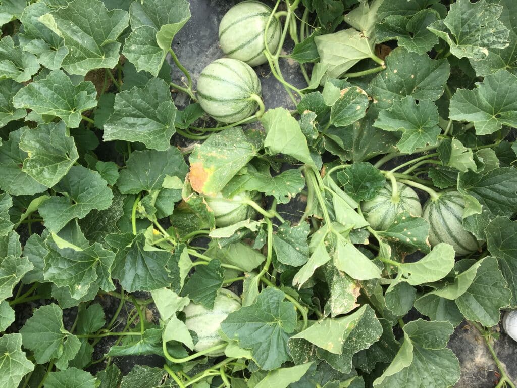 terres lyonnaises producteur melon melons producteur terres lyonnaises