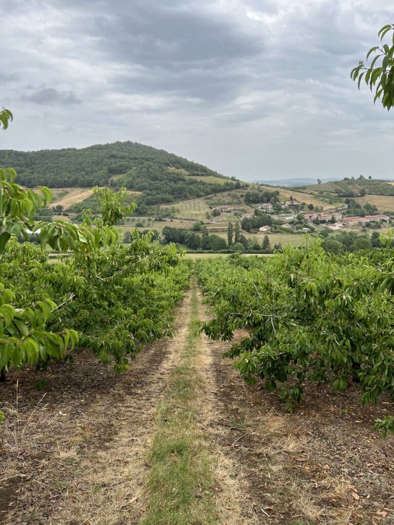Vergers Sicoly Terres Lyonnaises Vergers éco-responsables de la Sicoly