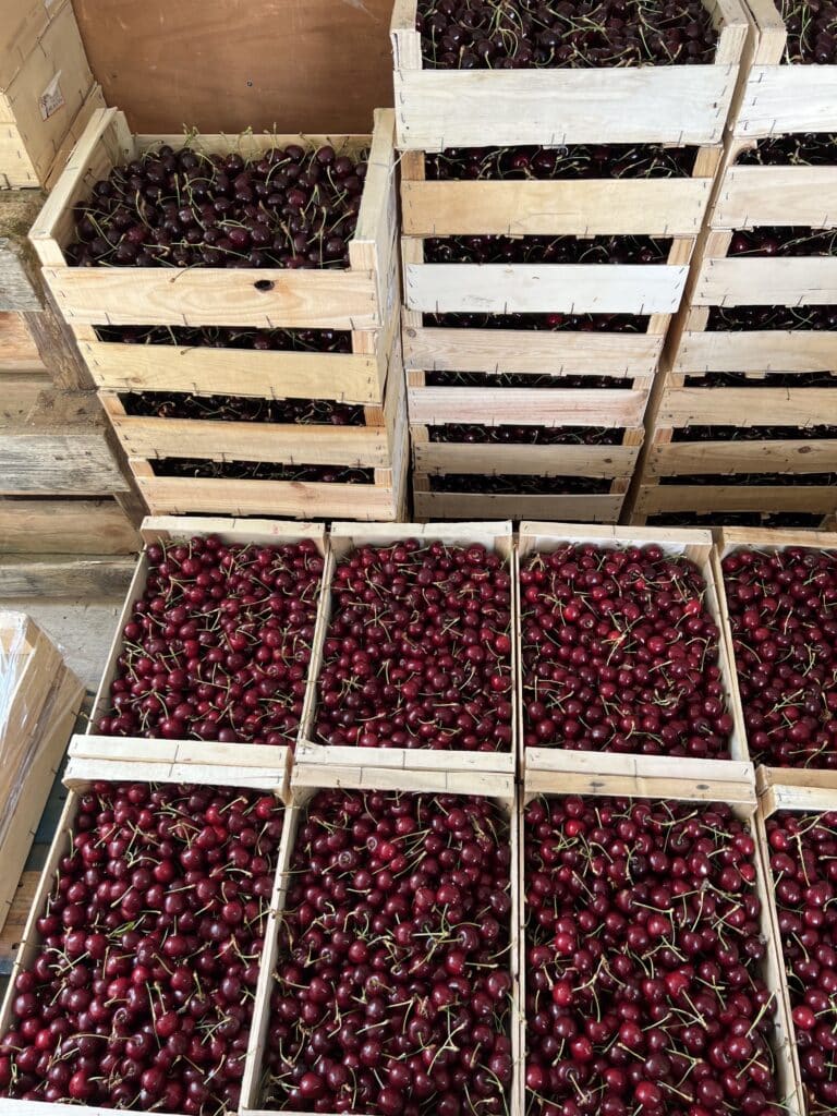 Cagettes cerise locales Sicoly Terres Lyonnaises Cagettes de cerises fraîchement cueillies