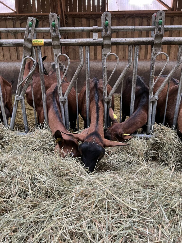 producteur local terres LYONNAISES producteur chèvre terres lyonnaises