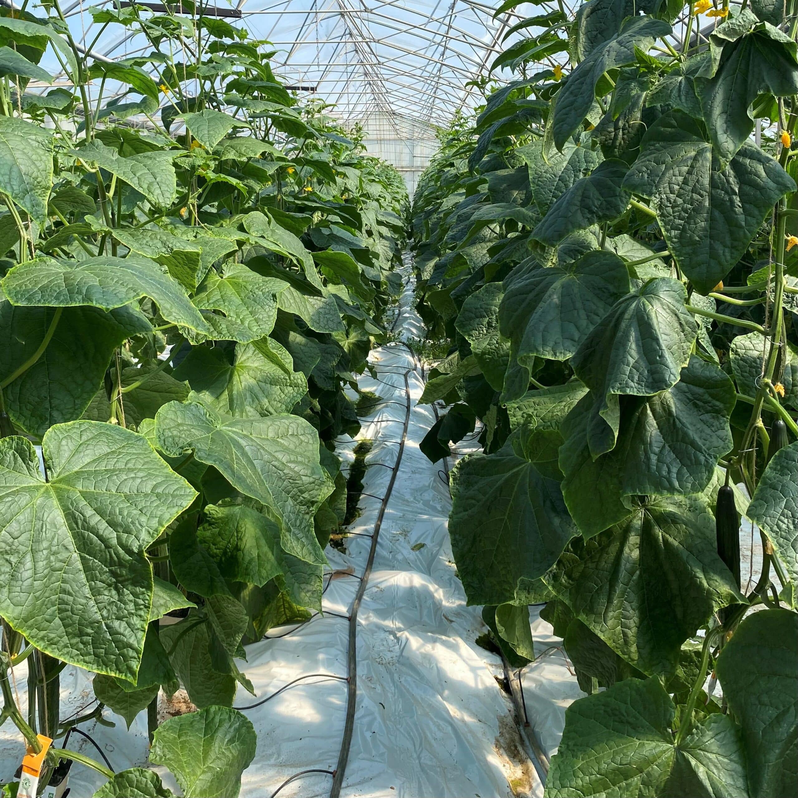 Plants de concombres sous une serre