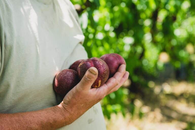 producteur sicoly pêches de vigne