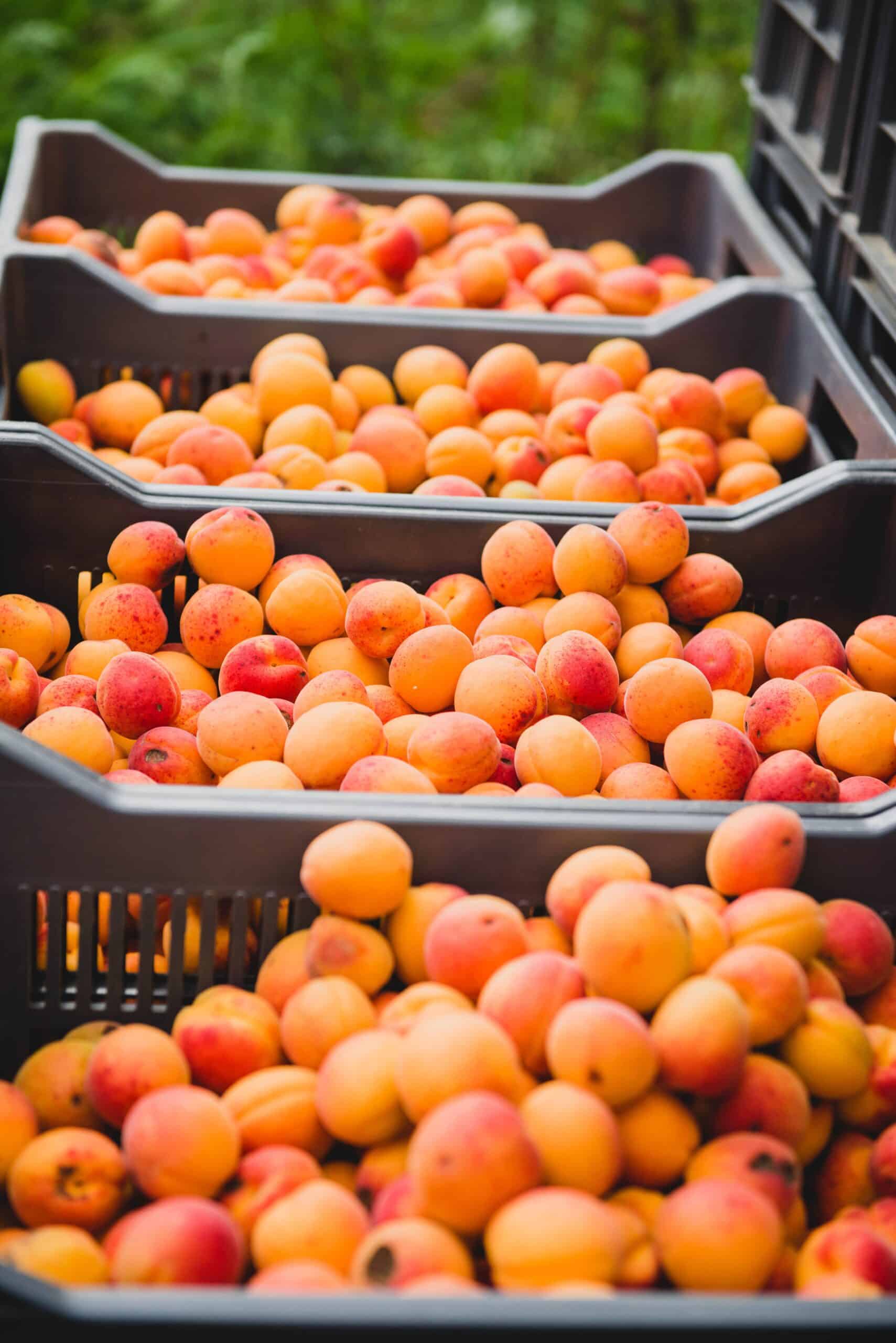 fruits abricots terres lyonnaises