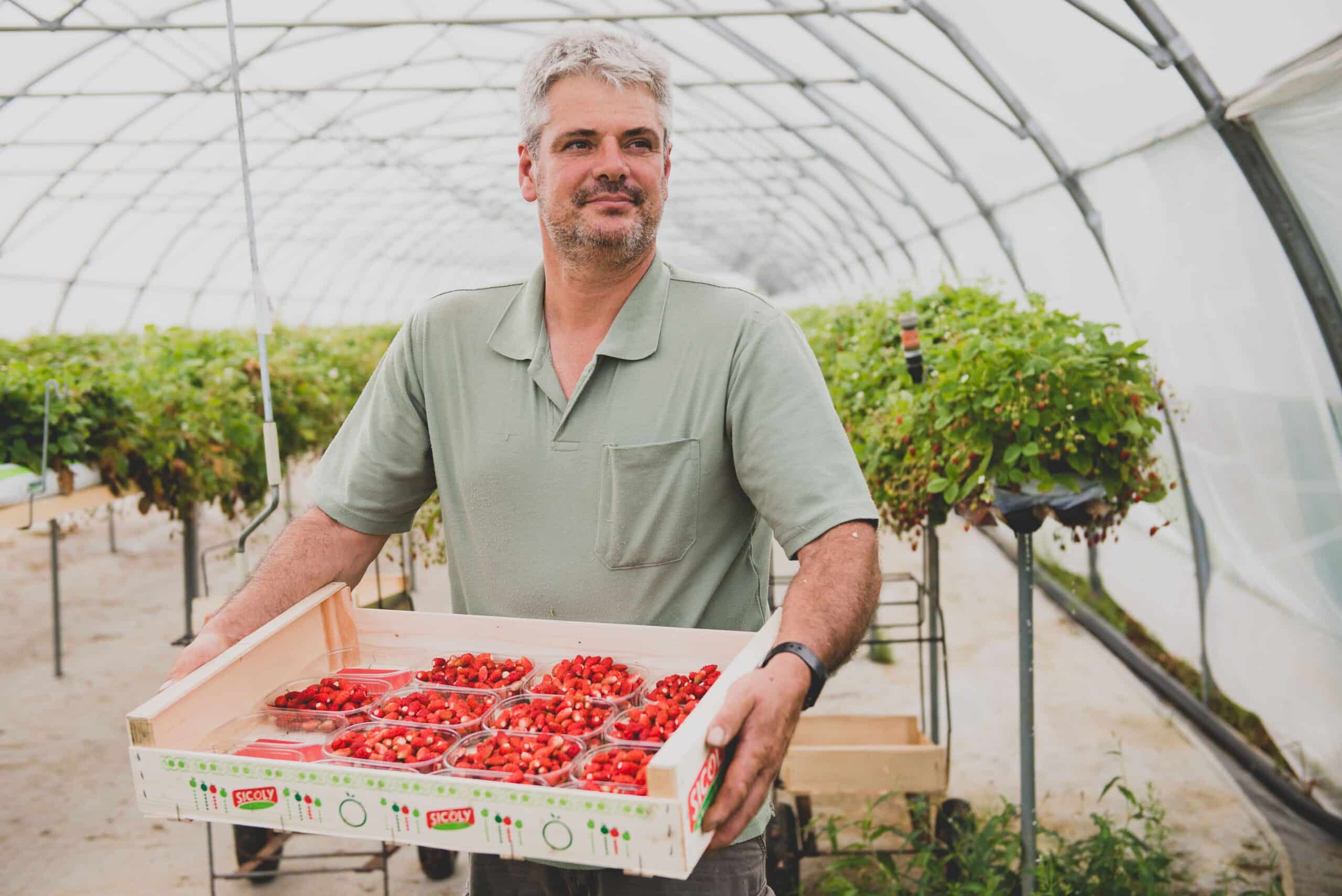 producteur local fruits rouges