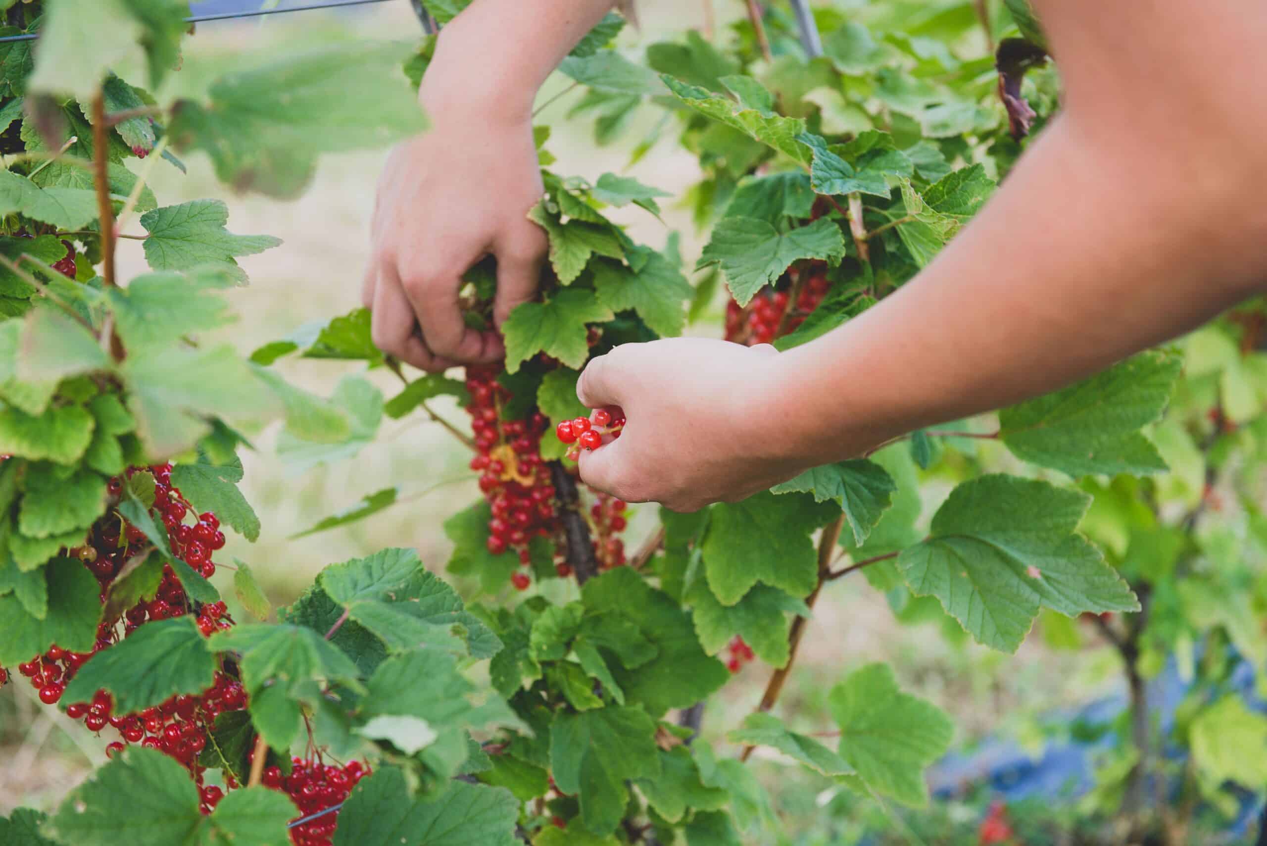 fruits rouges terres lyonnaises