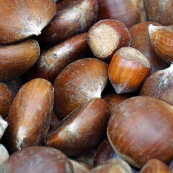 châtaignes locales Terres Lyonnaises