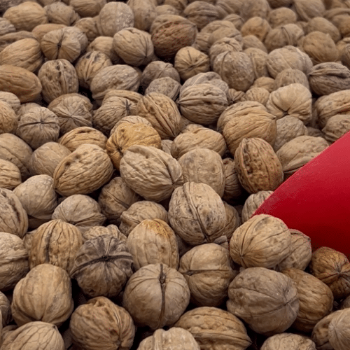 Noix locales Terres Lyonnaises