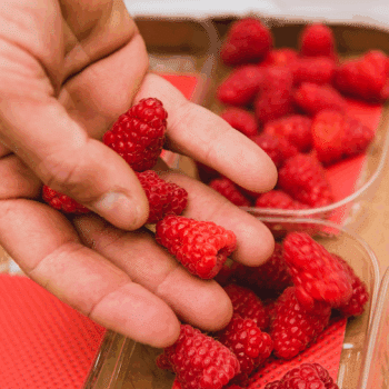 Photo producteur framboises